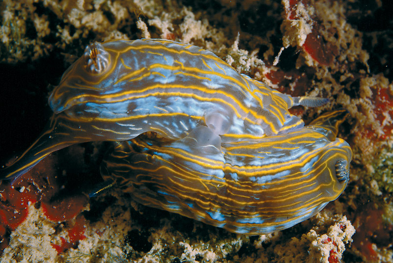 Hypselodoris villafranca  in accoppiamento